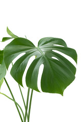 Fototapeta na wymiar Beautiful monstera leaves or Swiss Cheese plant on a white background. Monstera in a modern interior. Minimalism concept. Copy space, selective focus