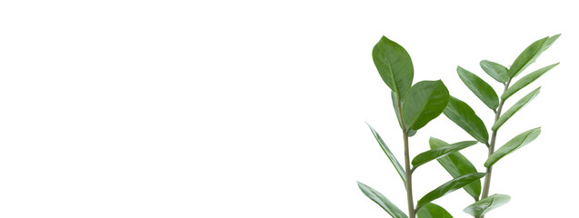 Zamiokulkas twigs isolated on a white background. The concept of minimalism. Copy space. Banner.