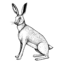 Wild hare illustration. Sitting forest animal with long ears black outline. Cute jack rabbit sketch. Mammal character vector illustration isolated on white background © sketched-graphics