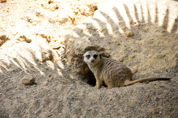 Meerkat Zoo Animal Looks Straight Into Camera