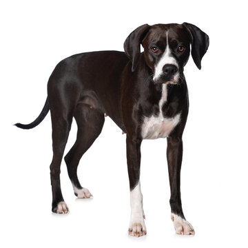 Cross breed dog standing on white background