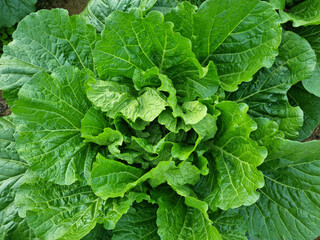 close up of fresh korea cabbage in the field.