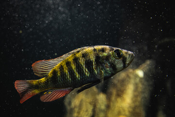 Fisch