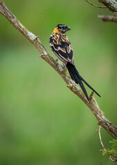 Female Long-tailed Paradise Whydah