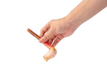 Hand and fresh slices galangal rhizomes (Alpinia galanga) on transparent background.