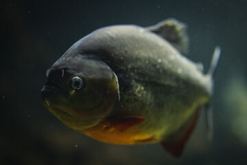 Piranha