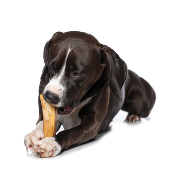 Cross breed dog with a bone