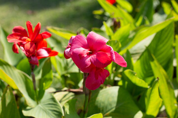 Fototapeta premium Beautiful canna flower with green leaves in the garden