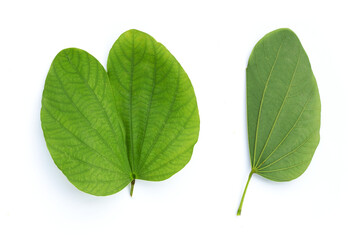 Bauhinia variegata leaves on white background.