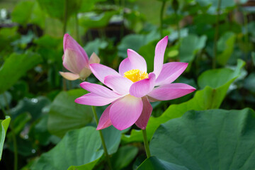 Pink lotus flower blooming in pond with green leaves