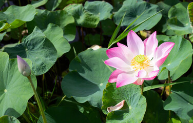 Pink lotus flower blooming in pond with green leaves