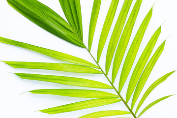 Green leaves of palm tree on white background.