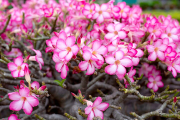 Adenium obesum flowers. Green leaves