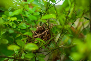 a bird nest on top of the tree.