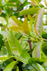 Cowa plant tree in the garden