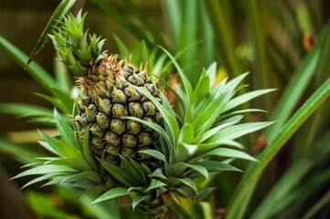 close up of a pine tree
