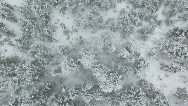 Snowy Trees Top Down Top Down Aerial