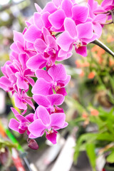 Beauty pink orchids flower blooming on branch tree in garden background