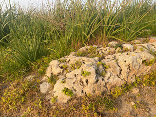 Fototapeta na wymiar Lime stone with germinated plants. Warm sun rays.