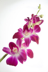 Fototapeta na wymiar beautiful fuchsia orchid flowers, against a neutral background 