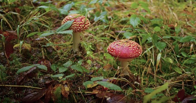 woman collects fly agaric mushrooms. hallucinogenic fly agaric mushrooms in the forest.
