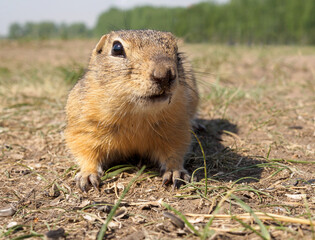 Naklejka na ściany i meble Gopher on the grassy lawn is looking at the camera. Close-up