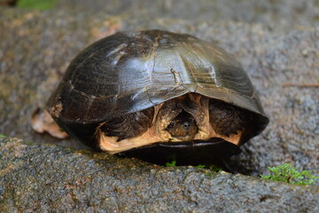 Stone turtle