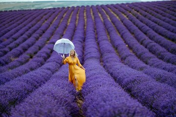A middle-aged woman in a lavender field walks under an umbrella on a rainy day and enjoys...