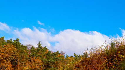 Fototapeta premium Autumnal trees on blue sky background.