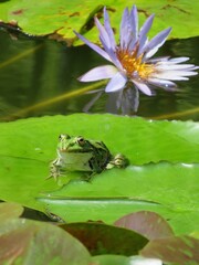 Grenouille