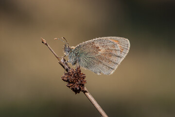 Small Heath perched on dry flower