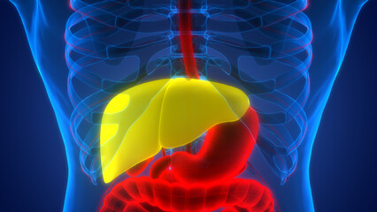Human Internal Digestive Organ Liver Anatomy - obrazy, fototapety, plakaty