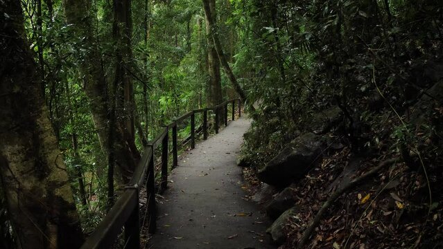 Walking trail in Natural Bridge, Springbrook National Park, Gold Coast Hinterland, Australia