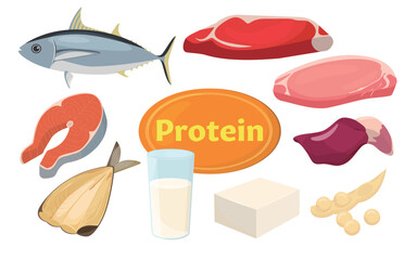 Vector illustration of food containing protein.