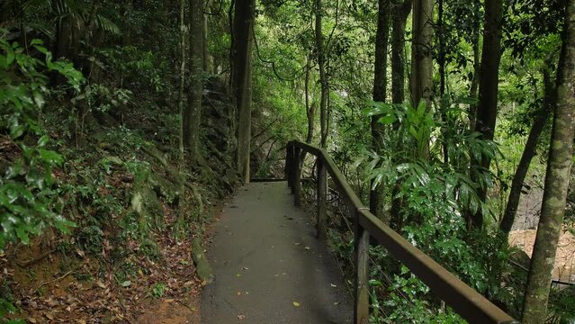 Walking trail in Natural Bridge, Springbrook National Park, Gold Coast Hinterland, Australia