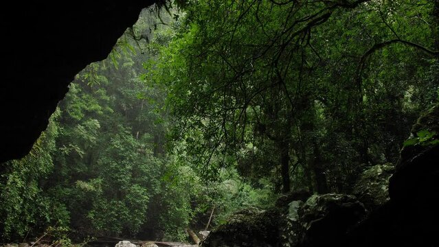 View of the rainforest from inside the Natural Bridge cave, Springbrook National Park, Gold Coast Hinterland, Australia