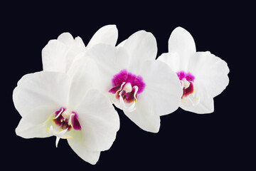 white phalaenopsis orchid flowers on a stem, isolated on a transparent background