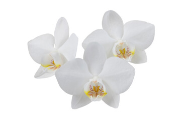 Fototapeta na wymiar white phalaenopsis orchid flowers on a stem, isolated on a transparent background