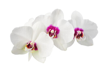 Naklejka na ściany i meble white phalaenopsis orchid flowers on a stem, isolated on a transparent background