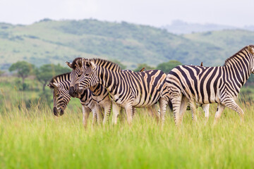 Fototapeta na wymiar Burchell's Zebra heard in the green plains of Hluhluwe-umfolozi National Park, South Africa