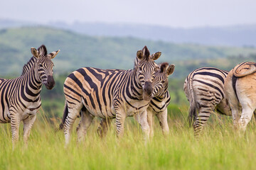 Burchell's Zebra heard in the green plains of Hluhluwe-umfolozi National Park, South Africa