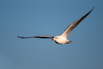 Black-headed Gull in the early morning light o Bushy Park, London	