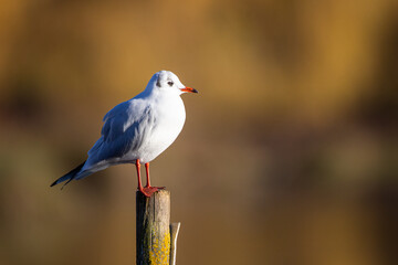 Black-headed Gull in the early morning light o Bushy Park, London	