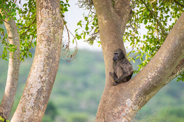 Fototapeta na wymiar Chacma Baboon sitting in the fork of a tree in Hluhluwe, South Africa 