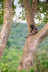 Chacma Baboon sitting in the fork of a tree in Hluhluwe, South Africa	