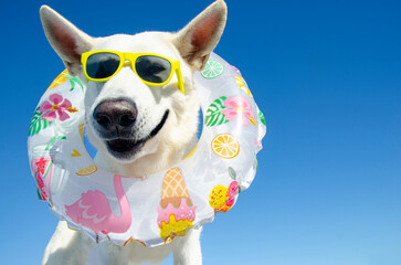 funny smile dog with sunglasses and swim ring on isolated background