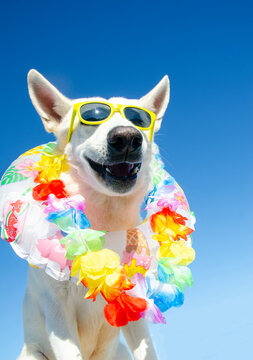 funny smile dog with sunglasses and swim ring on isolated background