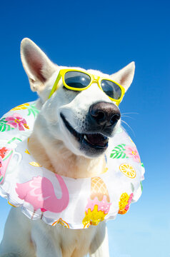 funny smile dog with sunglasses and swim ring on isolated background
