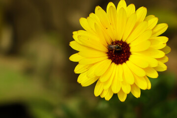 Beautiful Pot marigold.Close up of Colorful Pot Marigold flower. Yellow Flower against Green Leaves.