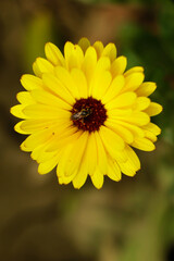 Yellow calendula flower closeup. young calendula flower.